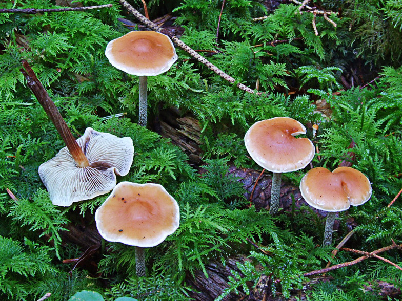 Hypholoma marginatum