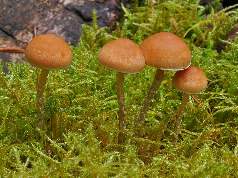 Hypholoma marginatum