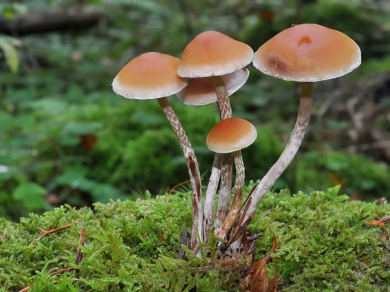 Hypholoma marginatum