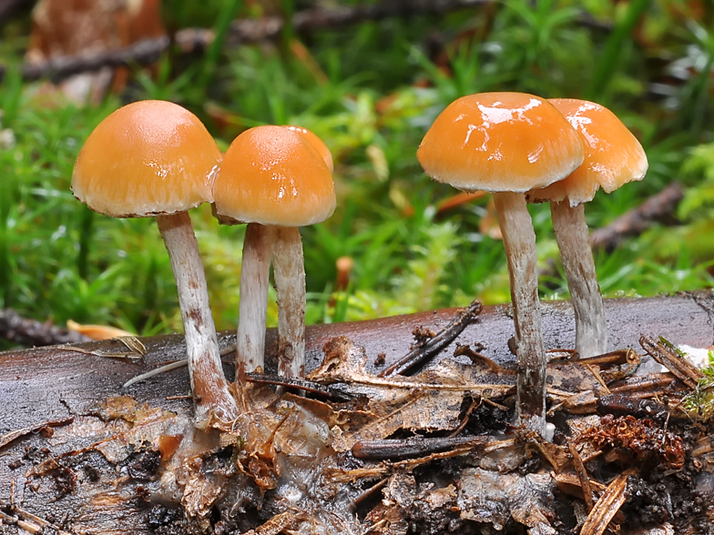 Hypholoma marginatum