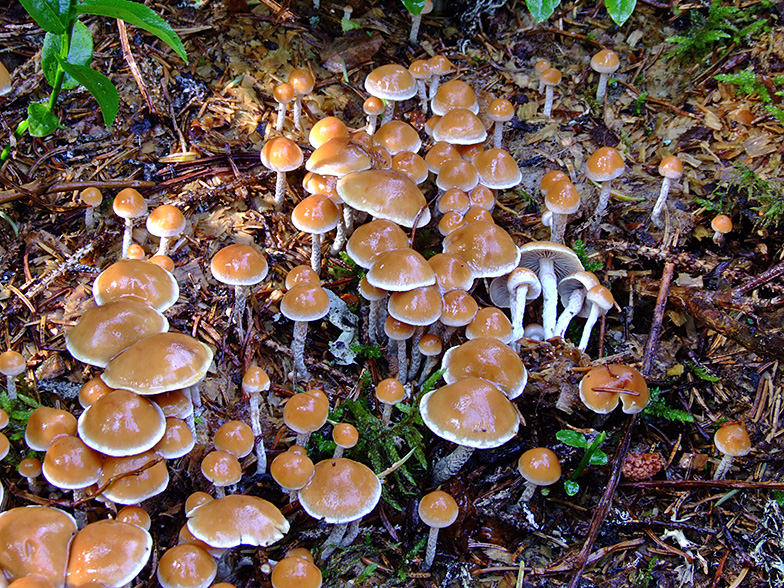 Hypholoma marginatum