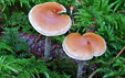 Hypholoma marginatum