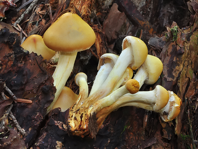 Hypholoma cf radicosum