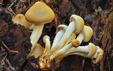 Hypholoma cf radicosum