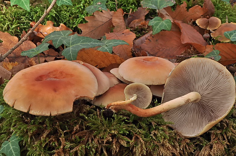 Hypholoma sublateritium