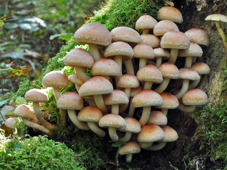 Hypholoma sublateritium