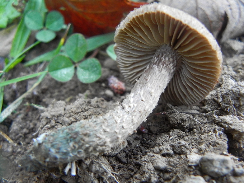 Inocybe calamistrata