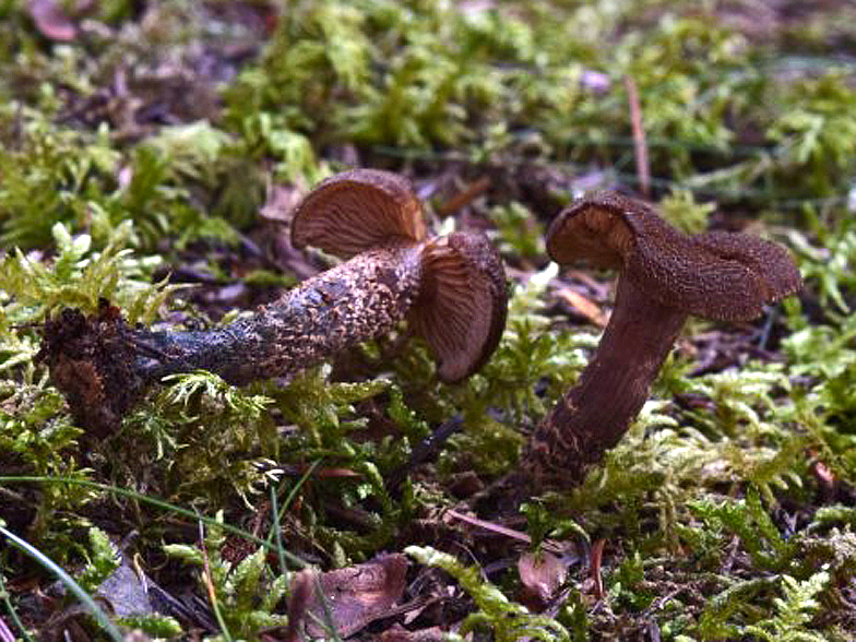 Inocybe calamistrata