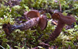 Inocybe calamistrata