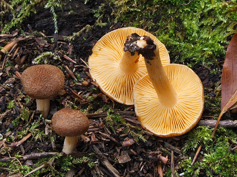 Inocybe flocculosa var .crocifolia