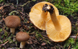 Inocybe flocculosa var. crocifolia