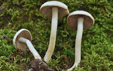 Inocybe geophylla