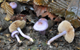 Inocybe geophylla var lilacina