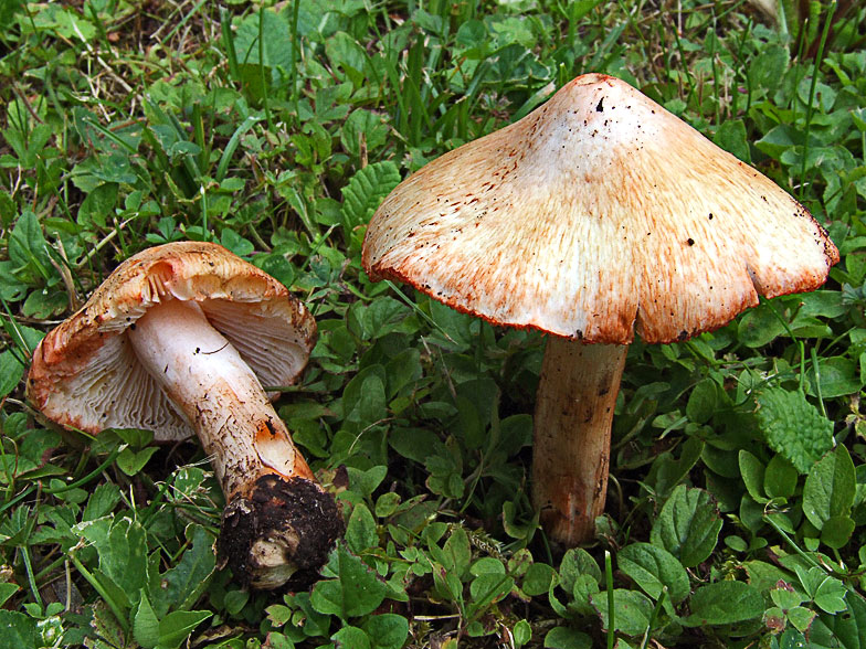 Inocybe patouillardii