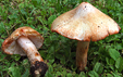 Inocybe patouillardii