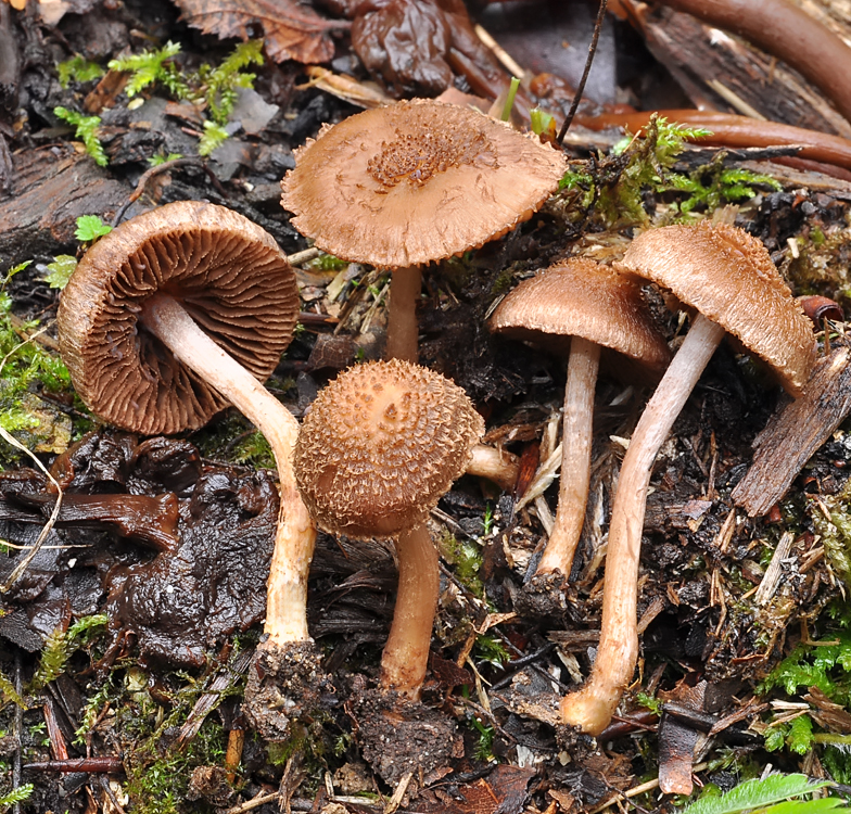 Inocybe squarrosa