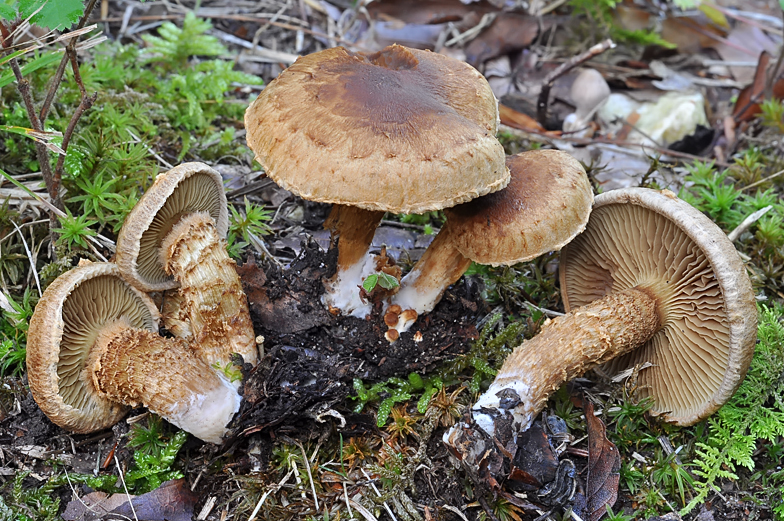 Inocybe terrigena