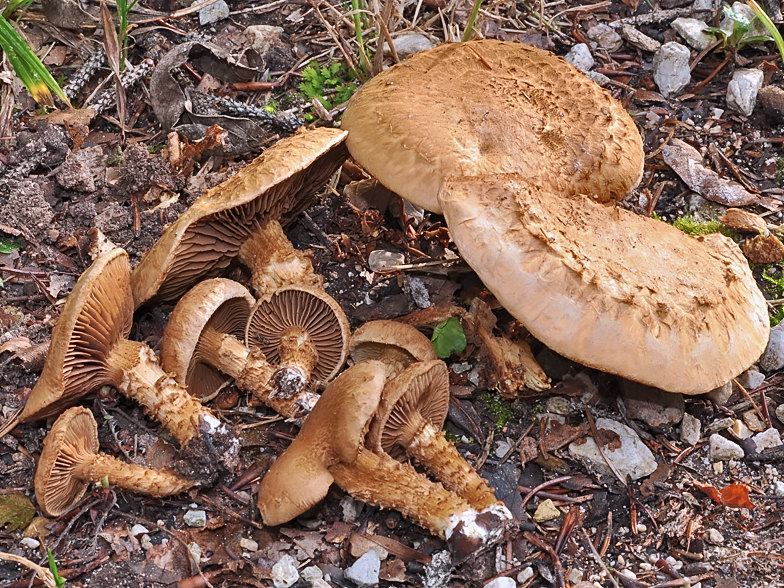 Inocybe terrigena