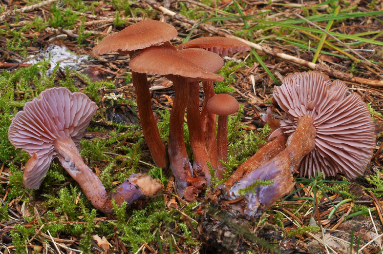 Laccaria bicolor