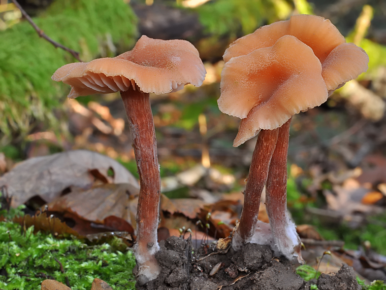 Laccaria laccata var moelleri