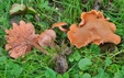 Laccaria laccata var moelleri