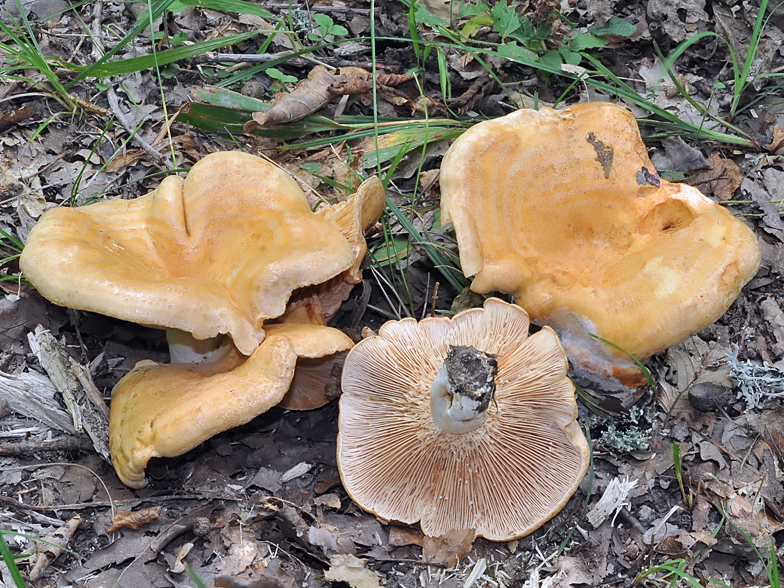 Lactarius acerrimus