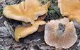 Lactarius acerrimus