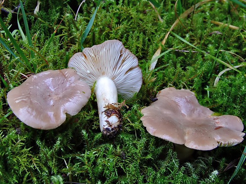 Lactarius albocarneus