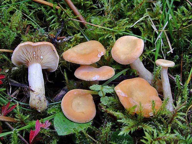 Lactarius alpinus