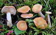 Lactarius alpinus