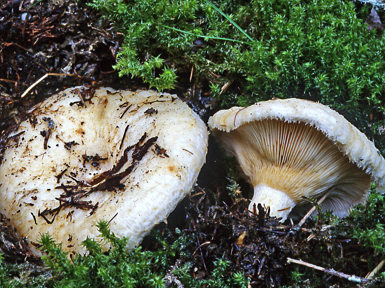 Lactarius aquizonatus