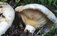 Lactarius aquizonatus