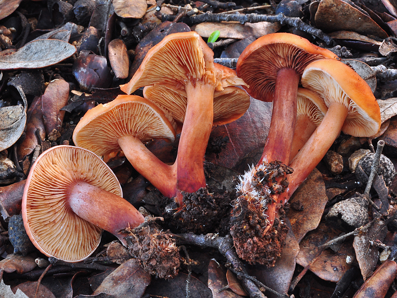 Lactarius atlanticus