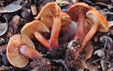 Lactarius atlanticus