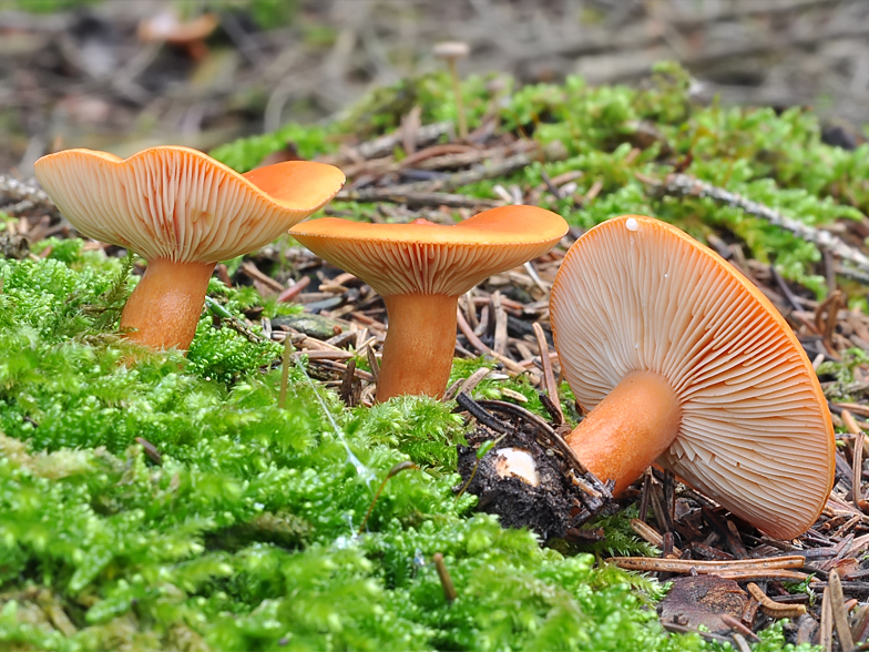 Lactarius aurantiacus