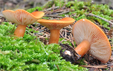 Lactarius aurantiacus