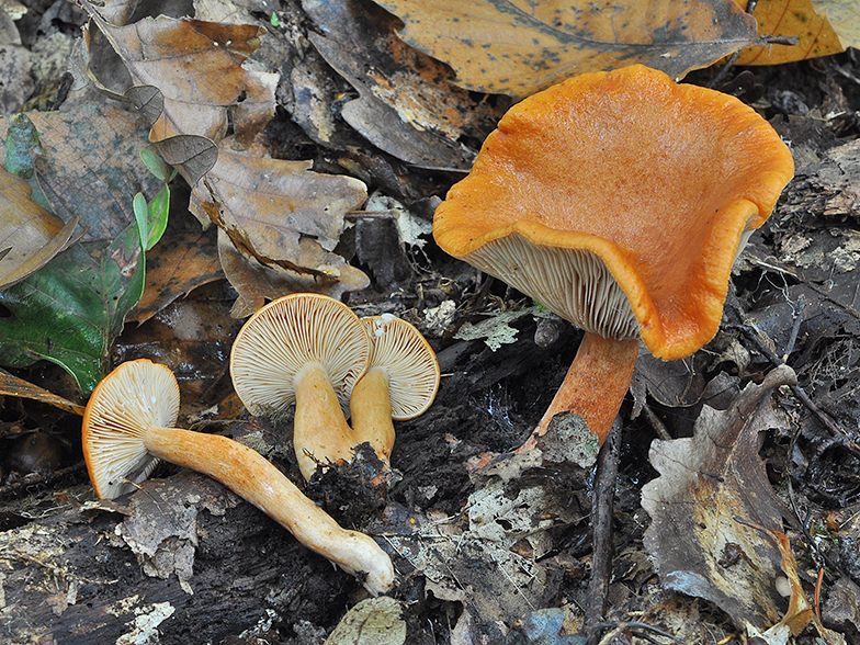 Lactarius aurantiofulvus