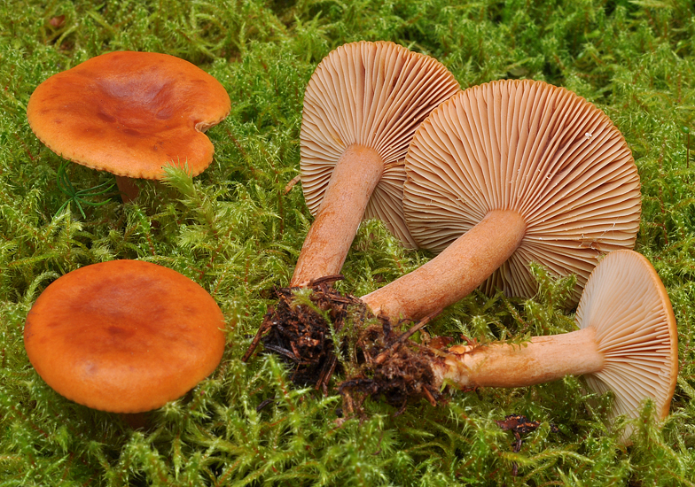 Lactarius aurantiofulvus