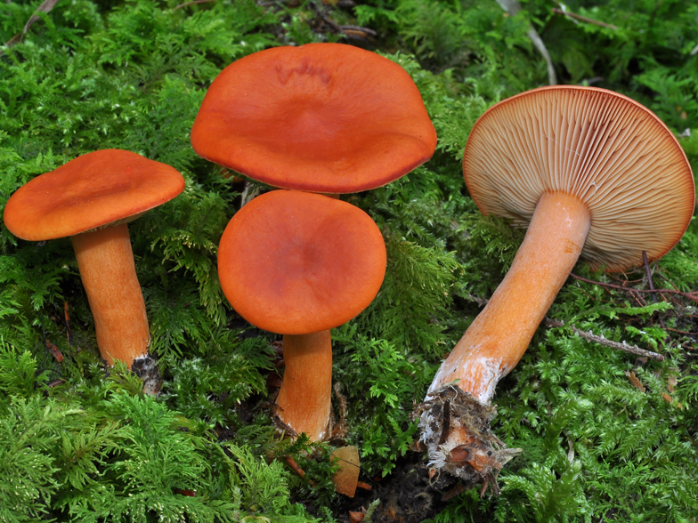 Lactarius aurantiofulvus