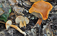 Lactarius aurantiofulvus