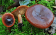 Lactarius badiosanguineus