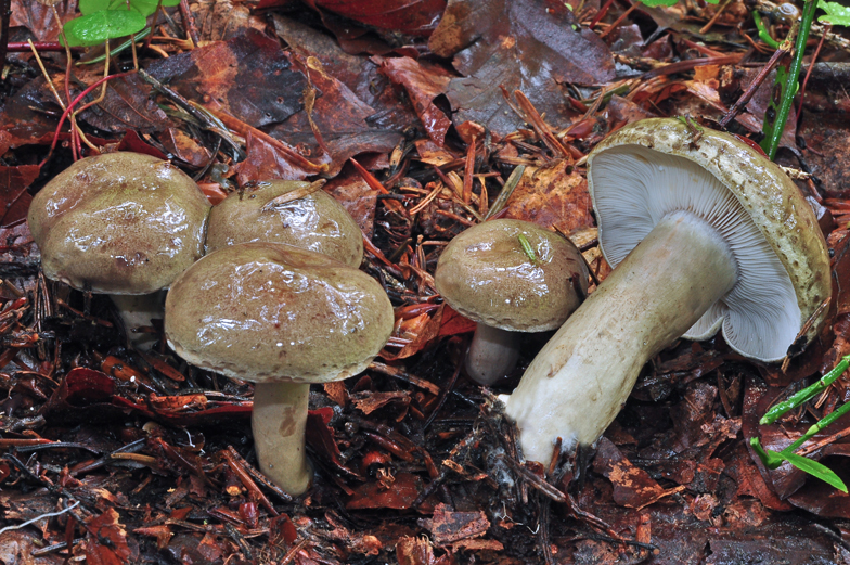 Lactarius blennius