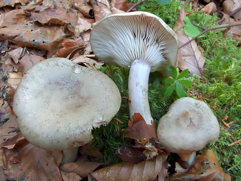 Lactarius blennius var. viridis