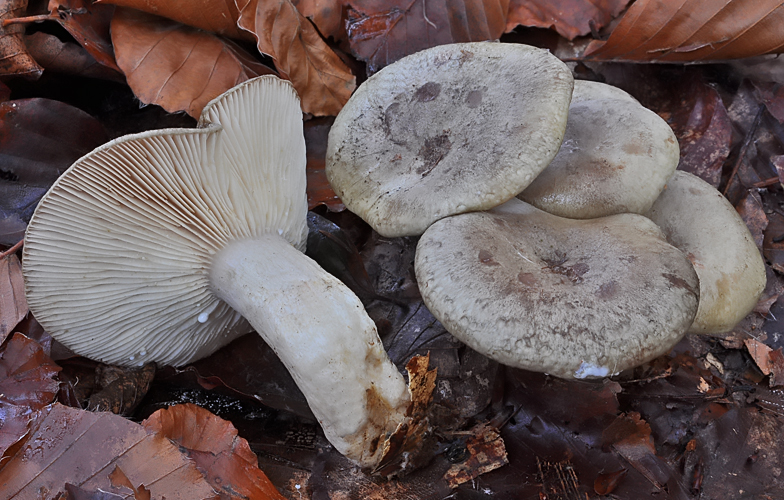 Lactarius blennius var. viridis