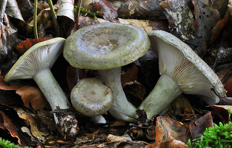 Lactarius blennius var. viridis