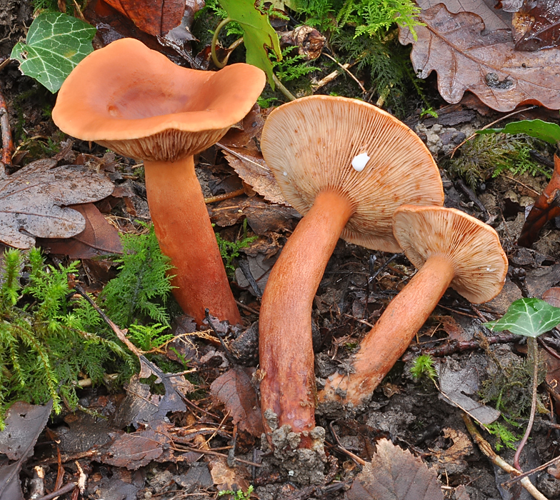 Lactarius britannicus