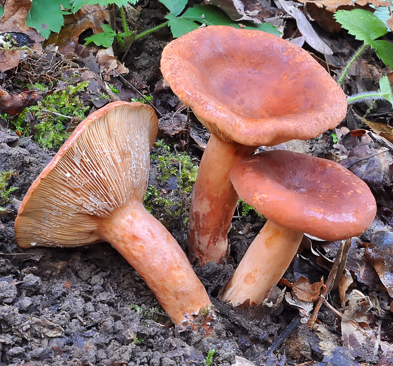 Lactarius britannicus