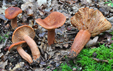 Lactarius britannicus