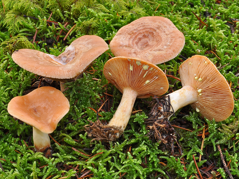 Lactarius chrysorrheus