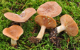 Lactarius chrysorrheus